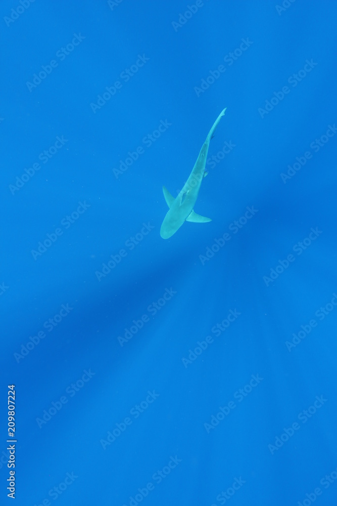 Obraz premium tiger sharks from above underwater
