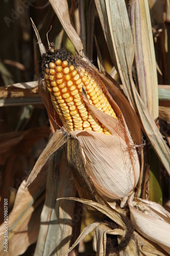 Corn 