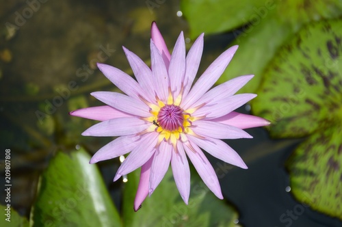 purple lotus flower in nature garden