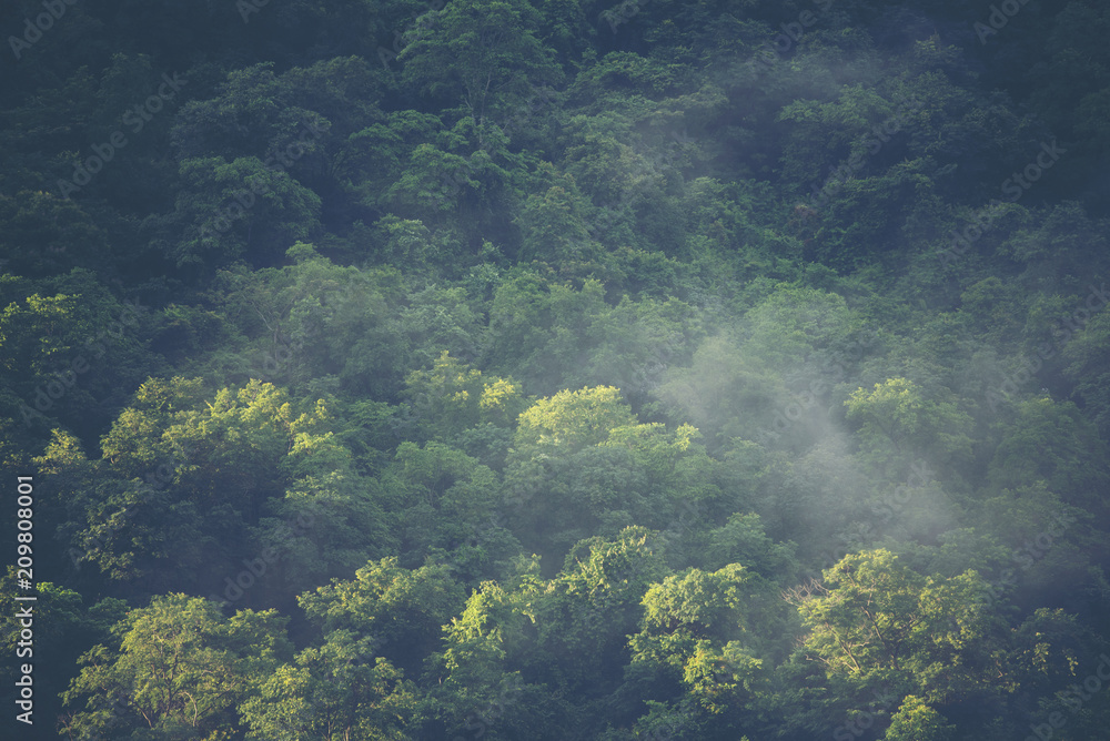 view of tropical forest, Khao Yai National Park, Thailand view of tropical forest, Khao Yai National Park, Thailand