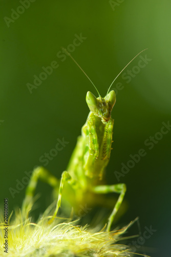 Mantis from family Sphondromantis (probably Spondromantis viridis) lurking on the green leaf