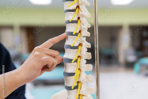 Doctor pointed on area of anatomical model spine.