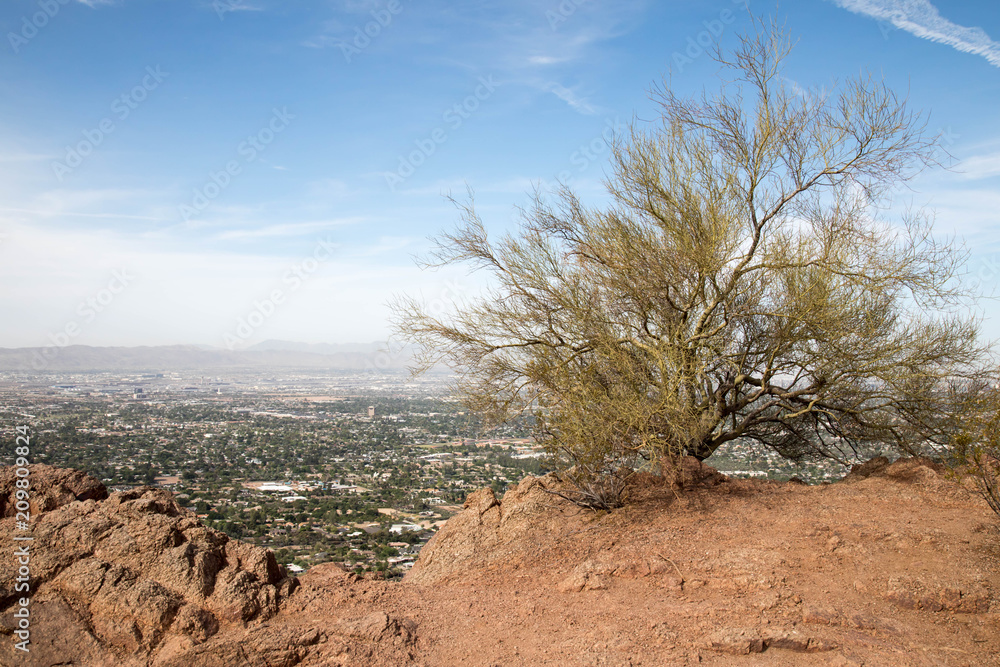 Palo Verde tree high above Scottsdale, Arizona on Camelback mountain Palo Verde tree high above Scottsdale, Arizona on Camelback mountain