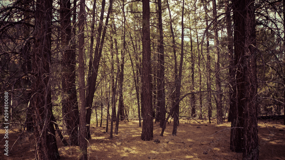 Obraz premium through the trees