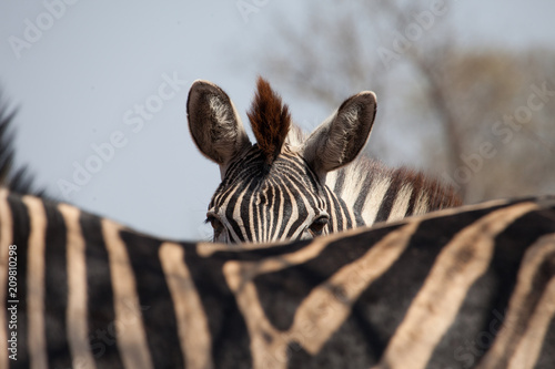 Zebra detailed photo