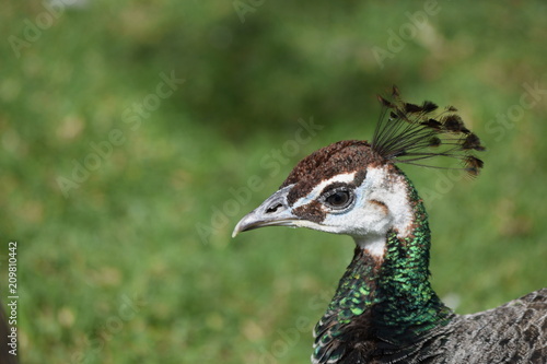 Peacock head