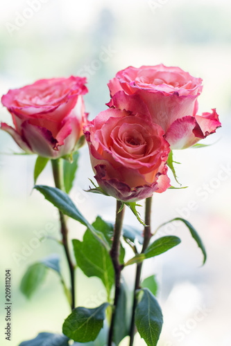 Roses close-up on a blurred background.