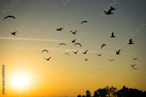 Birds off to the sunset