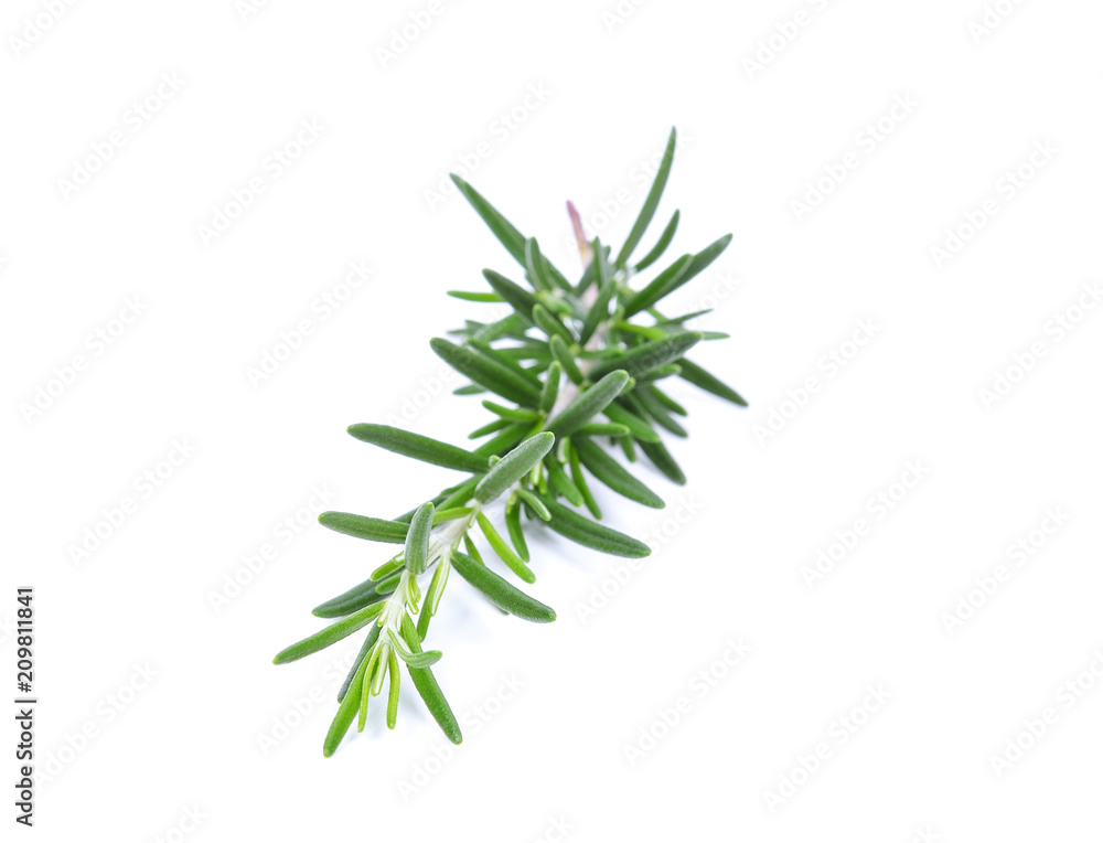 Rosemary isolated on a white background Rosemary isolated on a white background