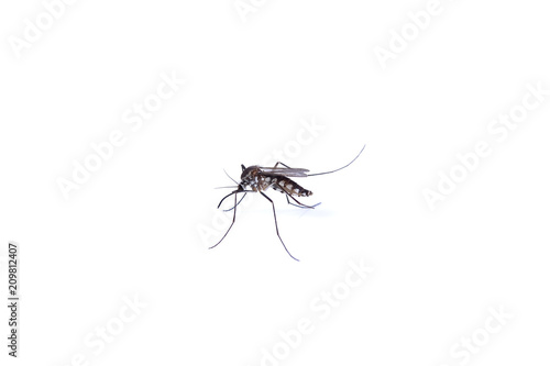A close-up or macro of a Mosquito on a white background © nakornchaiyajina