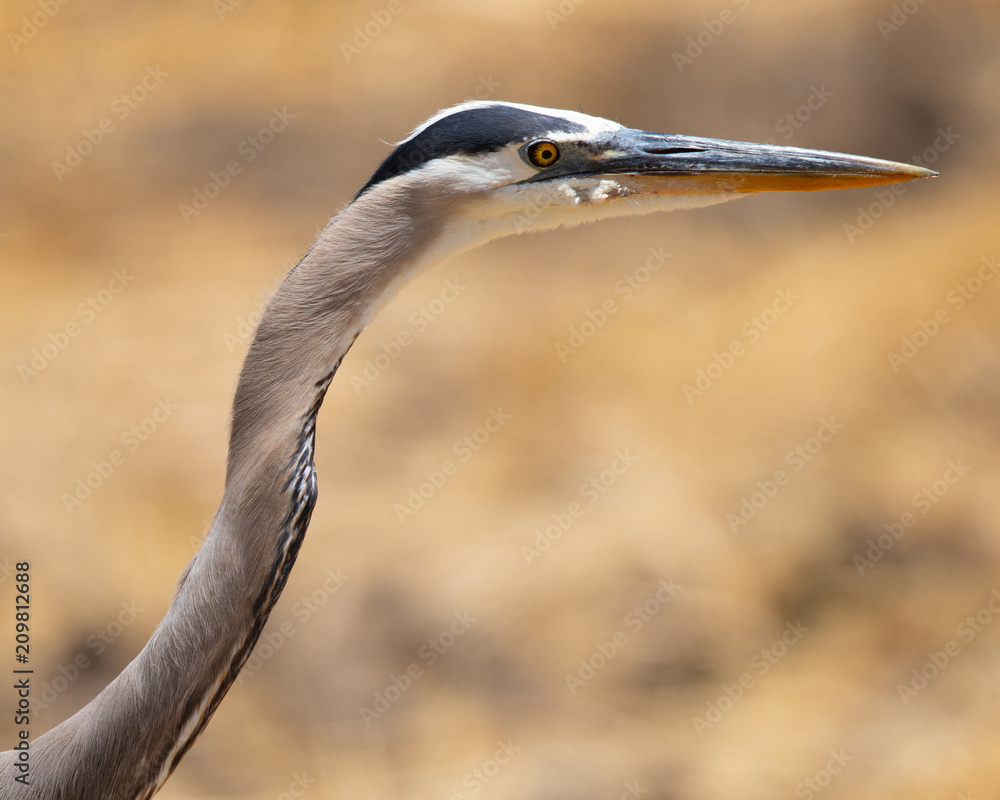 Great blue heron, seen in the wild in North California Great blue heron, seen in the wild in North California
