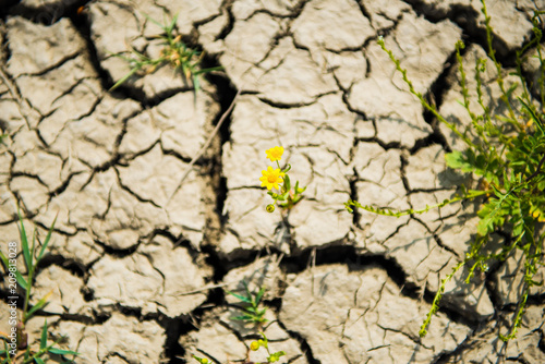 flower in the dead ground