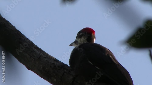 Pileated Woodpecker (Dryocopus pileatus) Singing while perched on a branch photo