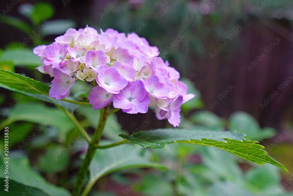 Purple hydrangea flower with green leaves in Japan outdoor garden Purple hydrangea flower with green leaves in Japan outdoor garden