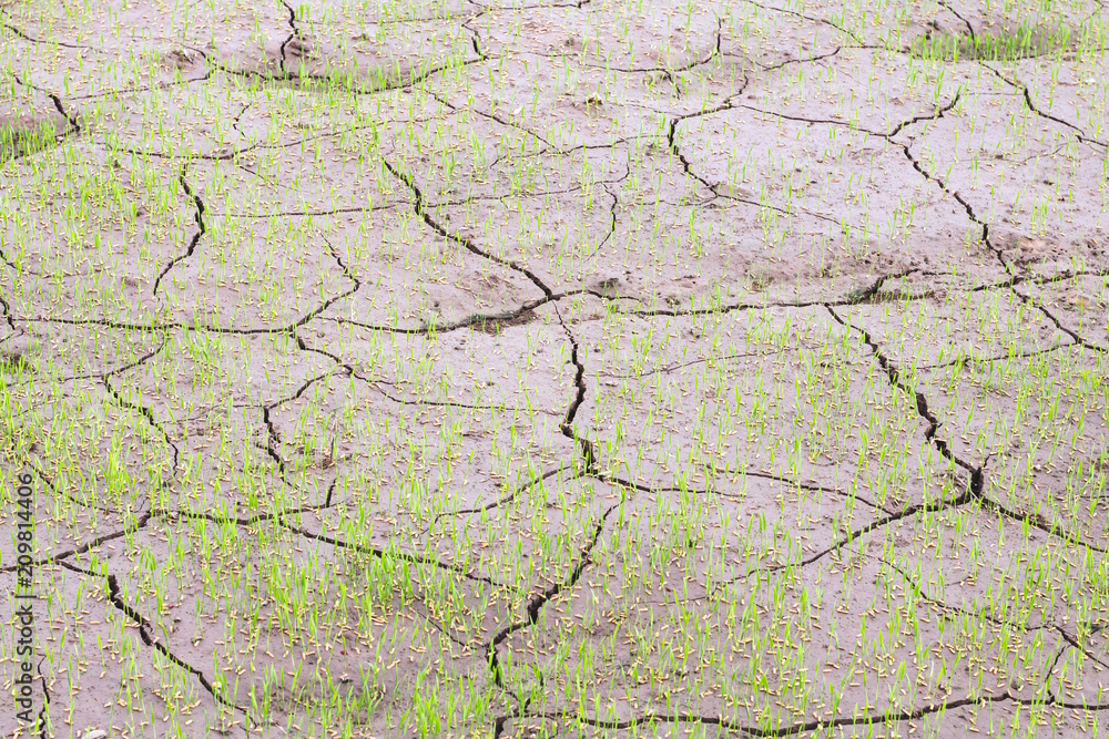 Fototapeta premium Dry soil caused by drought on rice fields.