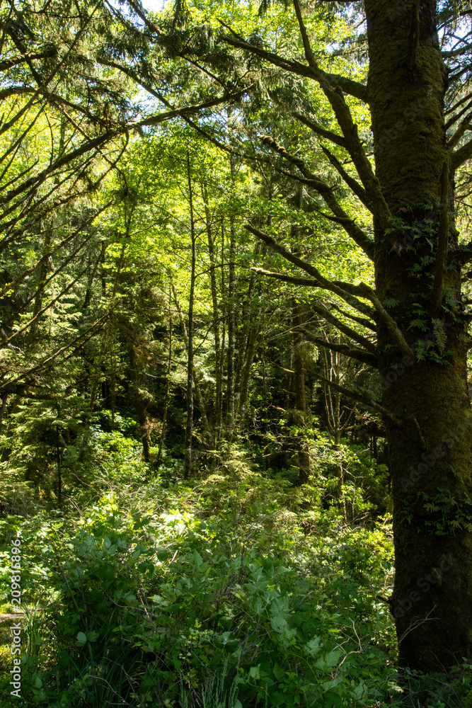 Fototapeta premium Oregon Forest