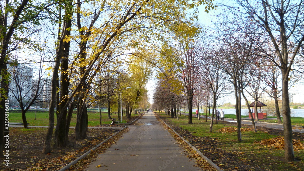 Autumn, beauty in Nature, branch, change, day, diminishing perspective, direction, Growth, Nature, no people, outdoors, park, Plant, Road, the way forward, tranquil scene, Tranquility, Transportation,