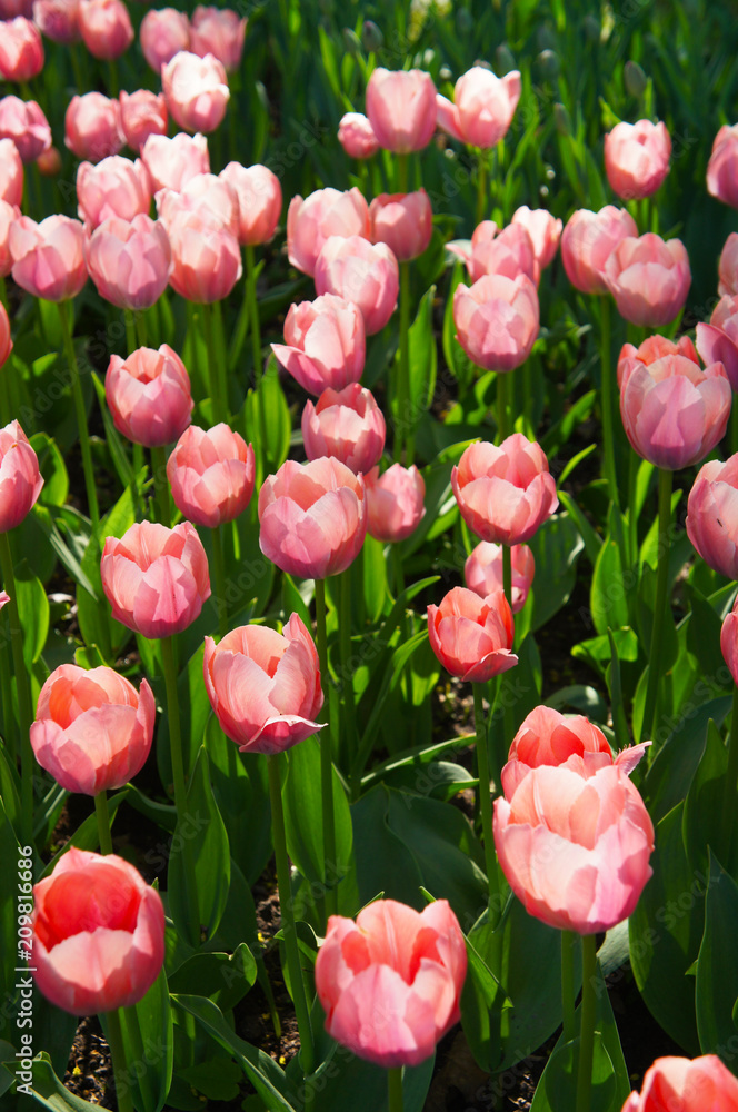 Pink bright tulip flowers in green grass