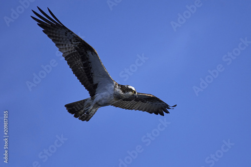 Osprey (Pandion haliaetus) © dennisjacobsen