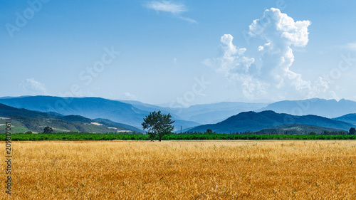 Farm wheat fields