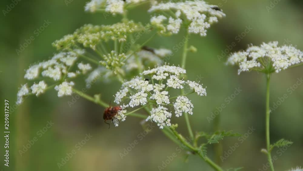 Common Red Soldier Beetle Mating On White Dill Flower Common Red Soldier Beetle Mating On White Dill Flower