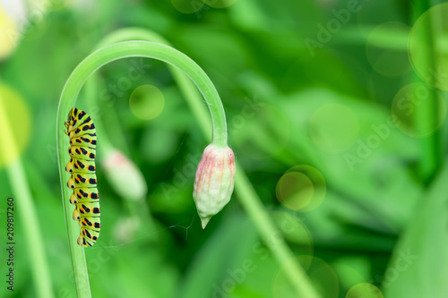 Mahaon butterfly caterpillar on green gentle grass, beautiful artistic image, background, blank for postcard, macro, selective focus photo