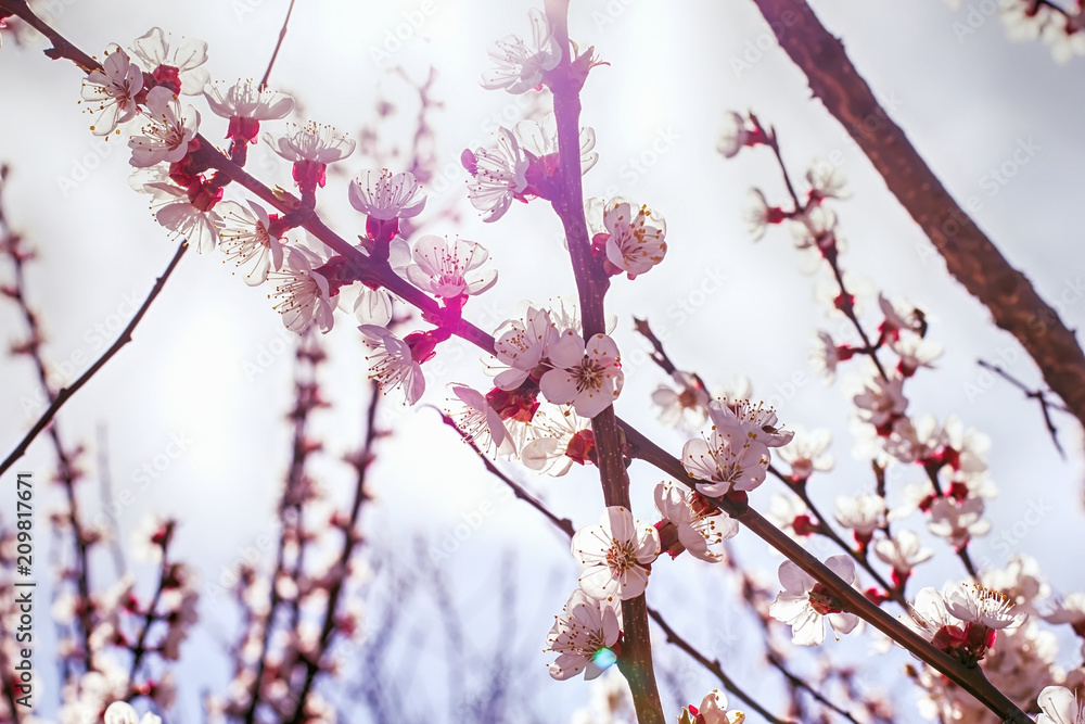 flowering trees in early spring close-up, on a sunny day flowering trees in early spring close-up, on a sunny day