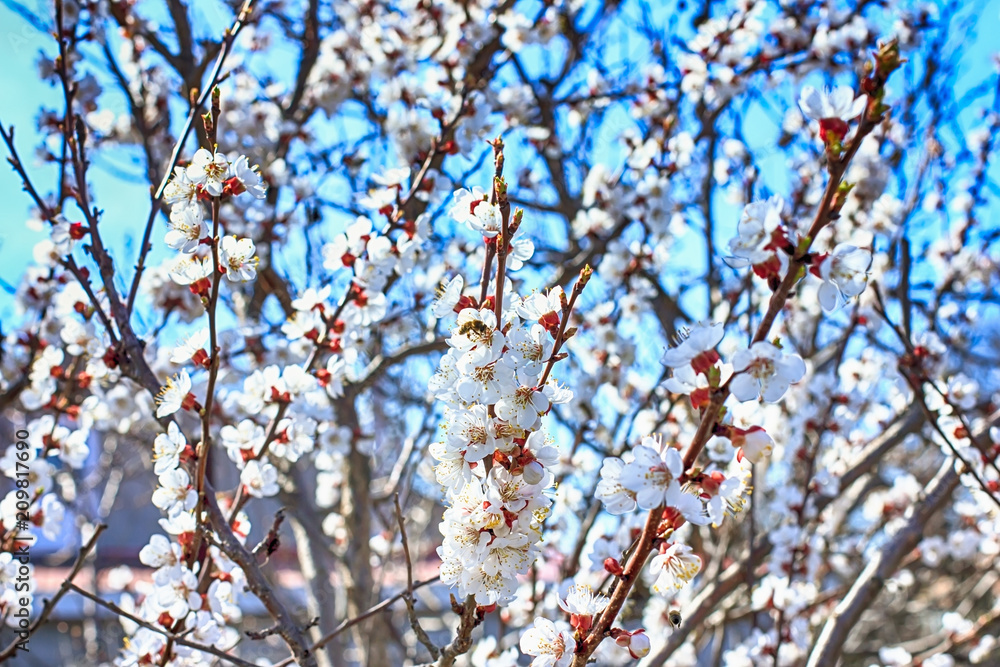 flowering trees in early spring close-up, on a sunny day flowering trees in early spring close-up, on a sunny day
