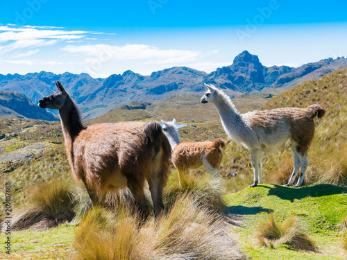 Ecuador Cuenca llamas at the Cajas park