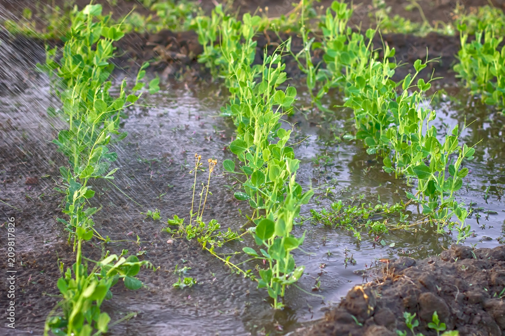 watering peas in the spring in the garden watering peas in the spring in the garden