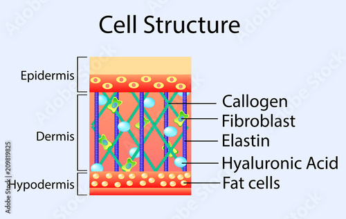 Vector scheme of skin, for cosmetological and healthcare illustrations