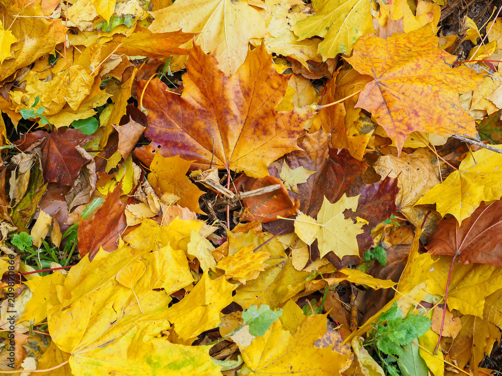 Fallen leaves on the ground in the park in autumn. Fallen leaves on the ground in the park in autumn.