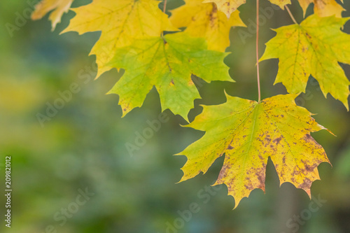 maple leaf, green and yellow autumn tree blurred nature background. Hello autumn, september concept. Park in autumn time. Maple tree. Copy space