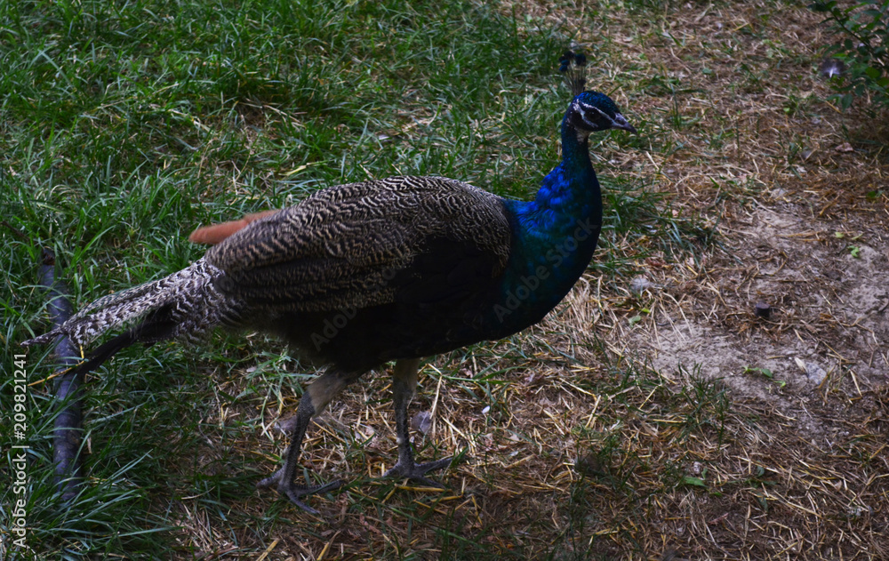 Obraz premium peacock on the lawn
