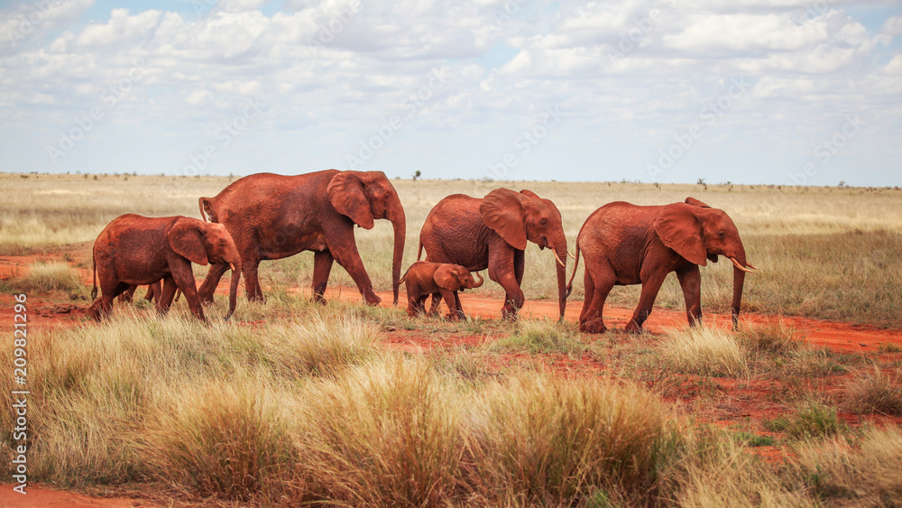 Group of elephants (Loxodonta africana), red from dust, walking on dry Africa savanna with small bushes. Tsavo East, Kenya