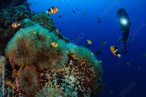 Fototapeta Naklejka Na Ścianę i Meble -  Clownfish and diver