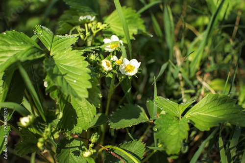 Strawberry (Fragaria × ananassa) leaves and flowers, covered with dew.