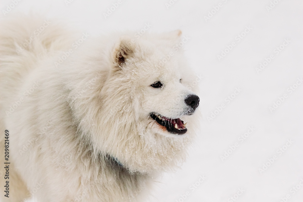 A beautiful portrait of a dog samoyede