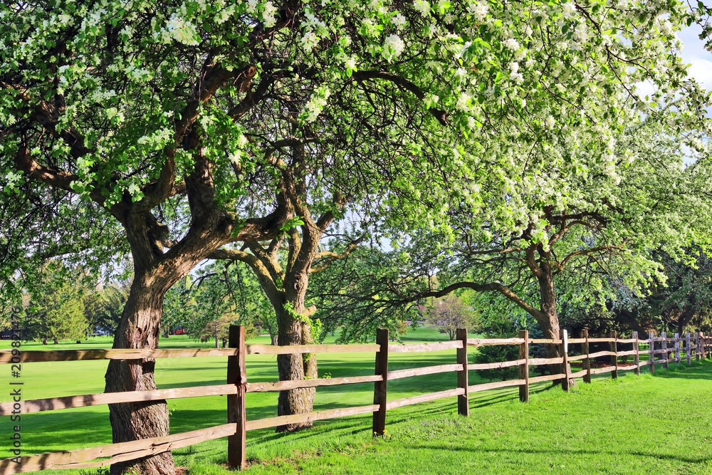 Beautiful spring time nature background. Scenic view with beautiful blooming tree in sun light behind an old style wooden fence on a foreground and golf course on a background.