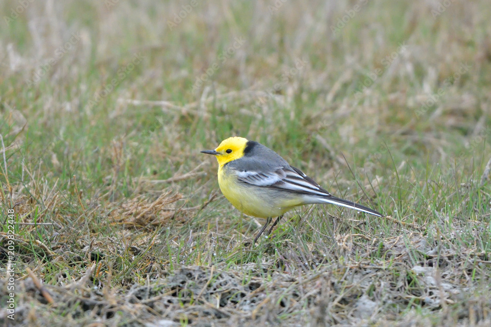 Fototapeta premium Citrine wagtail on the ground