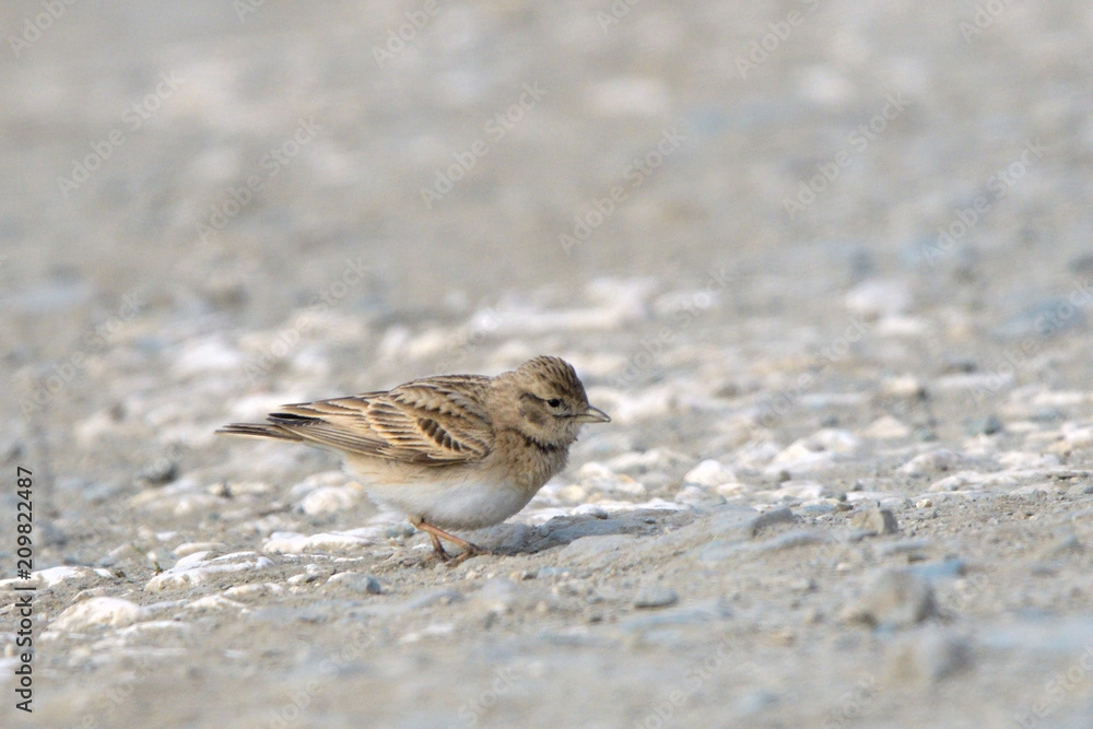 Greater short-toed lark on the ground Greater short-toed lark on the ground