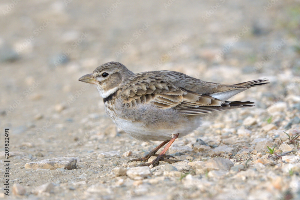 Calandra lark on the ground Calandra lark on the ground