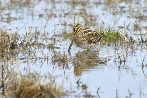 Common Snipe searching food in water photo