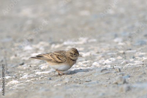 Greater short-toed lark on the ground