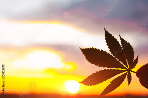 Leaf of marijuana, cannabis in sunlight. Outdoor cultivation silhouette plant. Warm shades of setting sun. Thematic photos of hemp