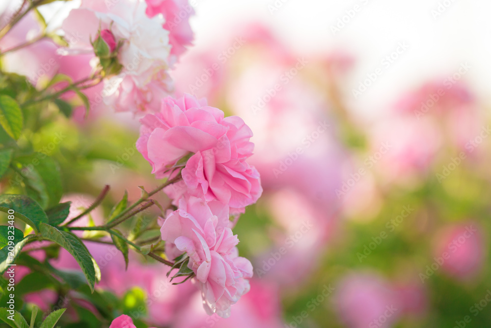 pink rose bush closeup on field background