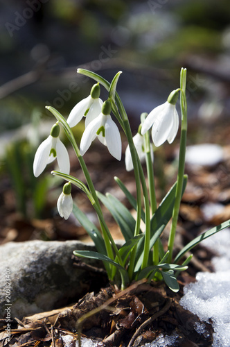 beautiful snowdrops (galanthus nivalis) in the snow photo