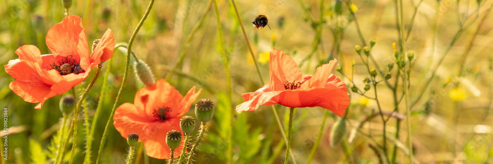 red poppy flower field panorama