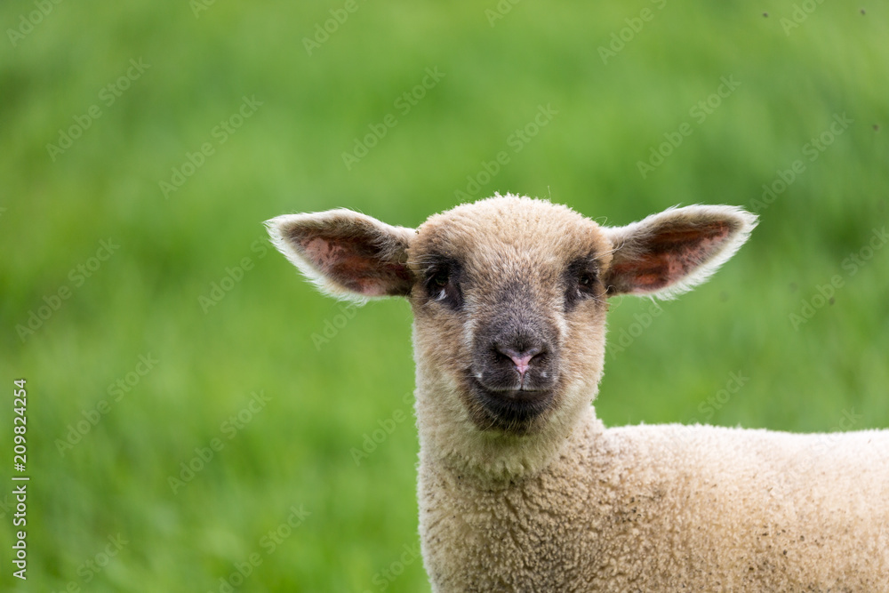 Lamb Lamb