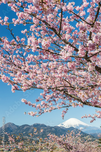 Kawazu Sakara and Mountain Fuji in spring season